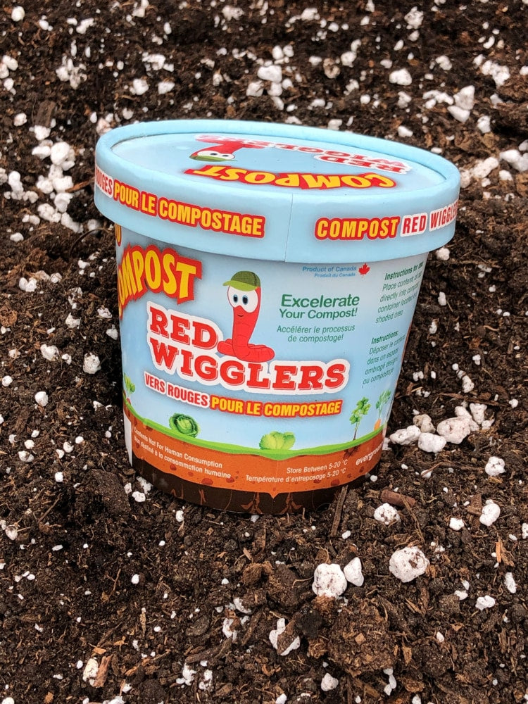 Compost Red Wiggler Live Composting Worms, 50 Count J3X5 - product image 2